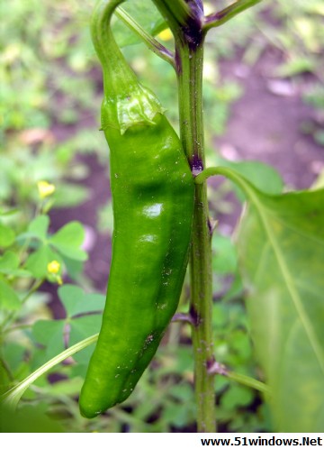 ,pepper