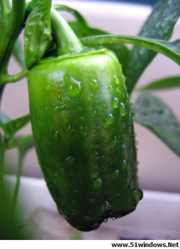 ,pepper